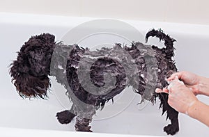 Small black dog having a bath