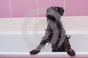 Small black dog having a bath