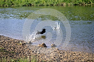 A small black dog jumps into the water