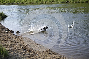 A small black dog jumps into the water