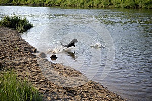 A small black dog jumps into the water