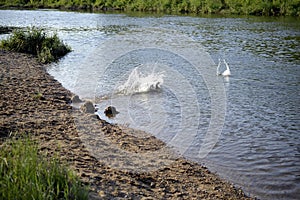 A small black dog jumps into the water