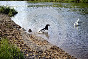 A small black dog jumps into the water