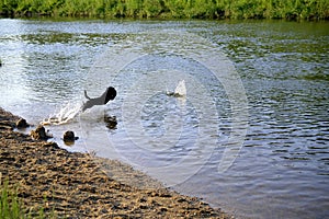 A small black dog jumps into the water