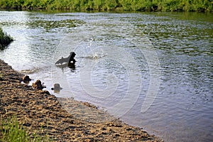 A small black dog jumps into the water