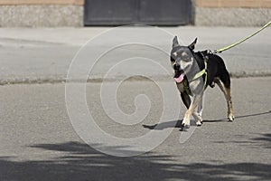 Small black dog on a leash walking