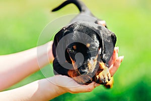 A small black dog lies on the hands of a girl. Female hands holding a dachshund puppy on a background of green grass