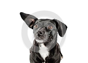 small black dog looking isolated white background