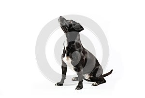 small black dog looking isolated white background