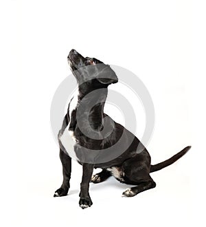 small black dog looking isolated white background