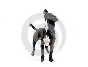 small black dog looking isolated white background