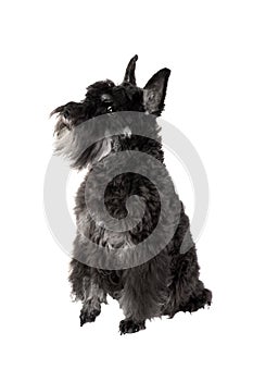 Small black dog Miniature Schnauzer isolated on white backgrou