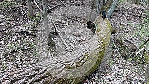 Small black dog outside in summer forest walking on log brave