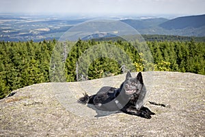 Small black dog on rocky mountain viewpoint above mountain forests