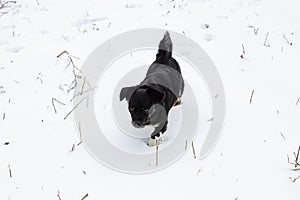 a small black dog runs in the snow