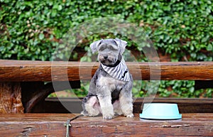 Small black dog sitting on the bench with blue bowl