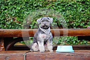 Small black dog sitting on the bench with blue bowl