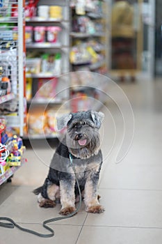 Small black dog sitting on the flloor in dog friendly minimart