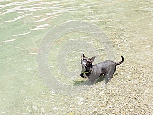 Small black dog splashing in shallow water in the river on a summer sunny day