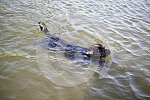 A small black dog swims in the water