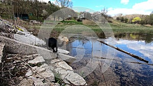 Small black dog walk outside lake water happy summer sunny day travel with dog.