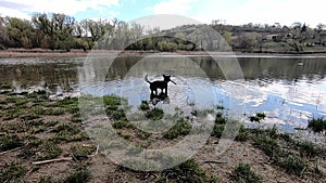 Small black dog walk outside lake water happy summer sunny day travel with dog