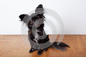 Small black dog on a wooden floor