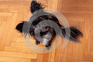 Small black dog on a wooden floor