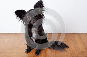 Small black dog on a wooden floor