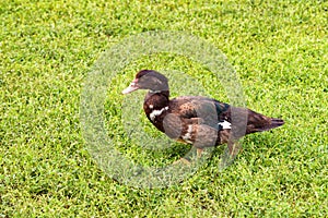Small black duck walk on grass