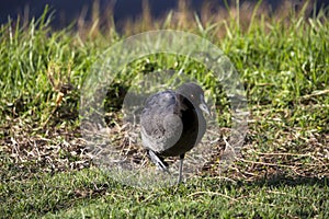 Small black Eurasian Coot on fresh green grass.