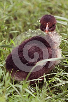 Small black fluffy chicken in the grass