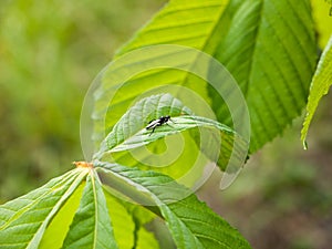 A small black fly resting upon a plant leaf in spring light