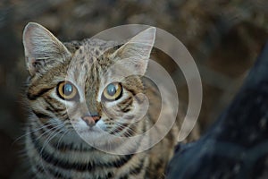 Small Black Footed Cat ( felis negripes )