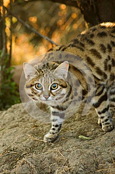 Small Black Footed Cat ( felis negripes )