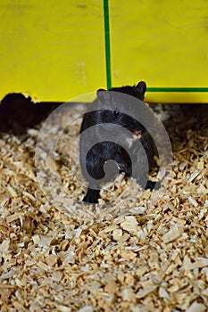 Small Black Gerbil Climbs Out from Under Its Shelter