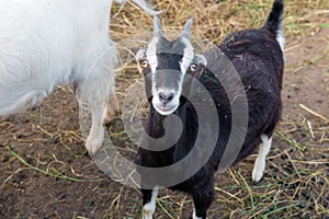 Small black goat looking at you