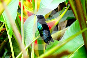 Small black green eulampis jugularis hummingbird in close-up sits on a branch, Barbados, Caribbean