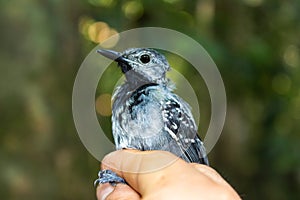 Small black and grey bird, lying in a person`s hand, Amazon Jungle, Madre de Dios, Puerto Maldonado