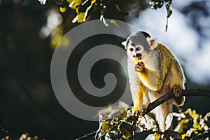 Small black-headed yellow saimiri monkey