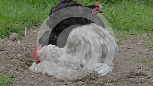 Small black hen chicken gives up on dislodging the grey chicken