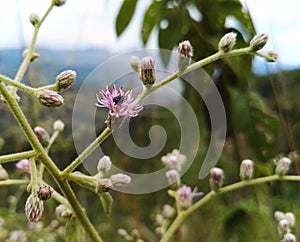 Small black insect inside the petals of a pink flower