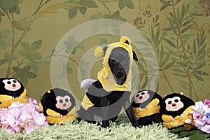 Small black Italian greyhound dog puppy dressed as a bee standing full body against a flower background