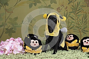 Small black Italian greyhound dog puppy dressed as a bee standing full body against a flower background