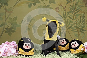 Small black Italian greyhound dog puppy dressed as a bee standing full body against a flower background