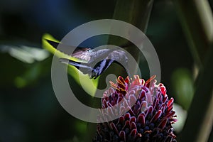 Small Black Jacobin sucking nectar, Folha Seca, Brazil