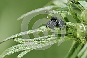 Small black jumping spider sitting on leaf isolated on green natural background