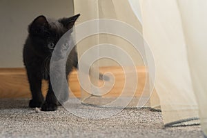 A small black kitten