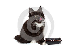 Small black kitten licks its lips