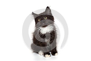 Small black kitten looks up